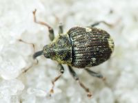 Nedyus quadrimaculatus