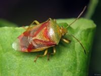 Elasmostethus interstinctus
