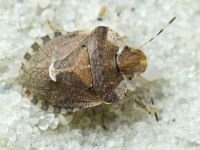Dyroderes umbraculatus