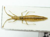 Prionotylus brevicornis