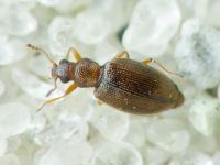 Cortinicara gibbosa