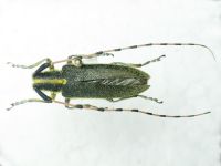 Cerambycidae