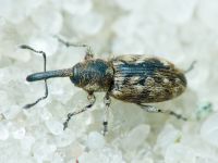 Smicronyx jungermanniae
