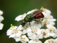 Hedychrum gerstaeckeri