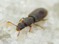 Monotoma brevicollis