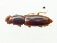 Rhizophagus