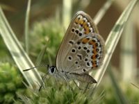 Plebejus argus