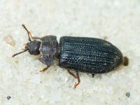 Grynocharis oblonga