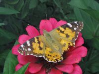 Vanessa cardui