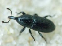 Labiaticola melas