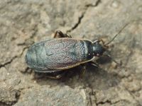 Pyrrhocoris marginatus