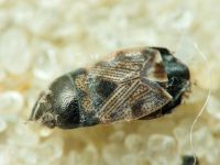 Pionosomus opacellus