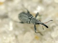 Apioninae