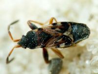 Scolopostethus thomsoni