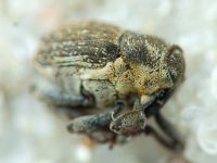 Glocianus distinctus