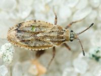 Tingis (Tropidocheila) maculata