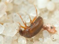 Leiodidae