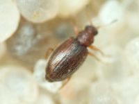 Cortinicara gibbosa