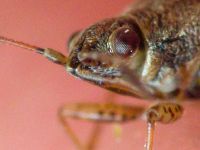 Nysius senecionis