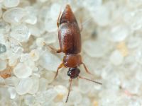 Anthobium atrocephalum