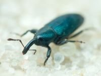 Aulacobaris lepidii