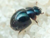 Leiodidae