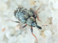Curculionidae