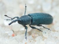Mecinus janthinus