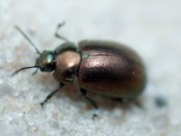 Chrysolina hyperici