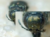 Agrilus convexicollis