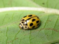 Propylea quatuordecimpunctata