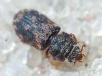 Synchita variegata