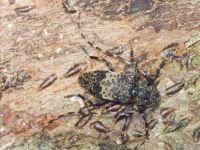 Insecta