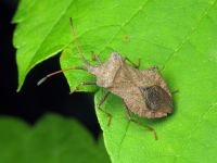 Coreus marginatus