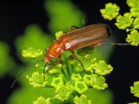 Rhagonycha fulva