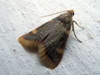 Hypsopygia costalis