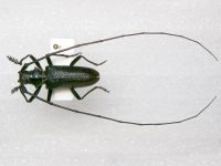 Cerambycidae