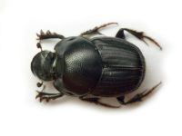 Scarabaeidae