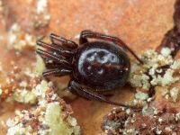 Steatoda