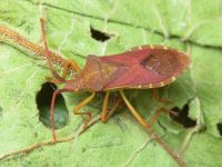 Gonocerus acuteangulatus