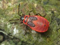 Pyrrhocoris apterus