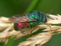 Chrysididae