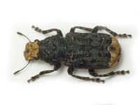 Platyrhinus resinosus
