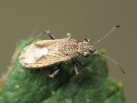 Ortholomus punctipennis