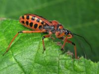 Rhynocoris iracundus
