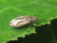 Ortholomus punctipennis