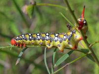 Hyles euphorbiae