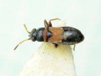 Ischnocoris hemipterus