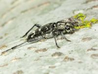Xylotrechus rusticus