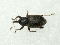 Notaris acridulus